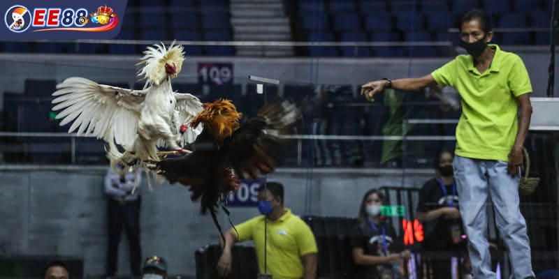 Các chiến kê dũng mãnh chuẩn bị lâm trận