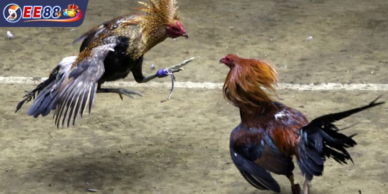 Những trận đấu kịch tính trong loại hình đá gà cựa sắt